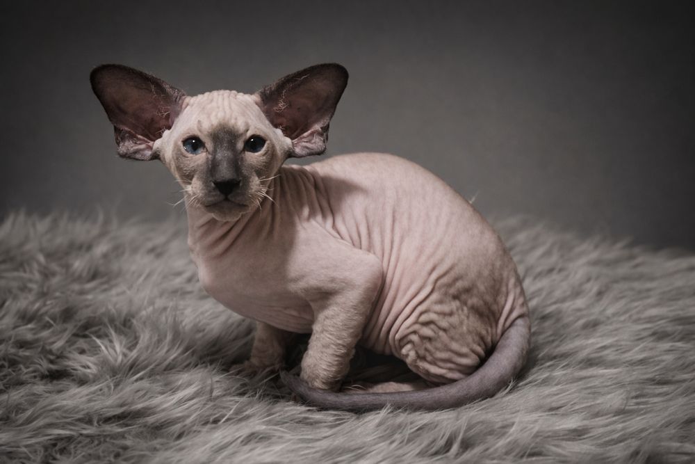 Петерболд окрас колор поінт