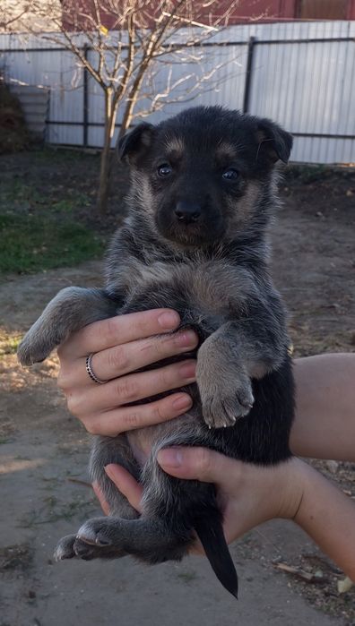 Цуценята безкоштовно