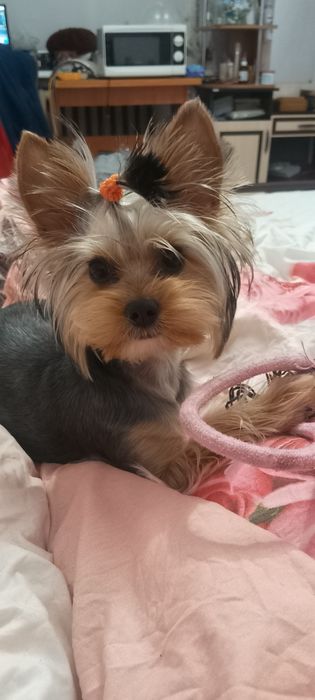 В'язка шукаю дівчинку для йорка