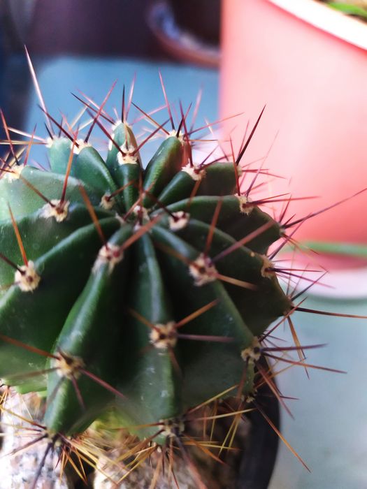 .Цветы  Кактусы Суккуленты от 5 грн.