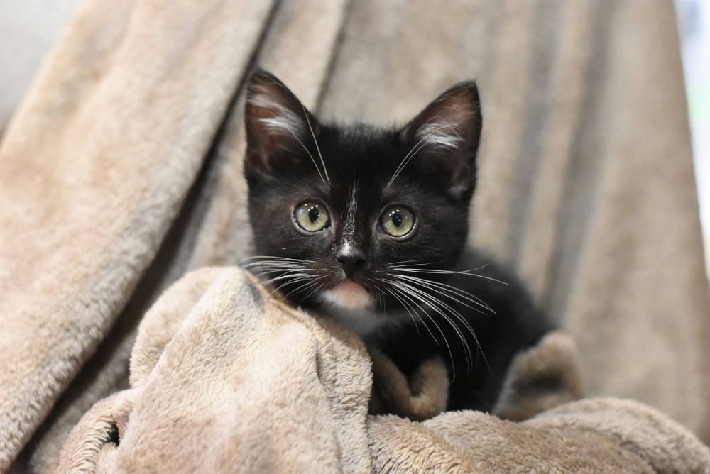 Uroczy Franuś szuka domu!