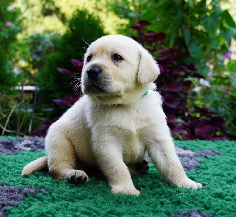 Labrador retriever ZKwP/FCI-  biszkoptowy piesek
