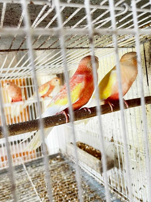 Bourkes de várias mutações