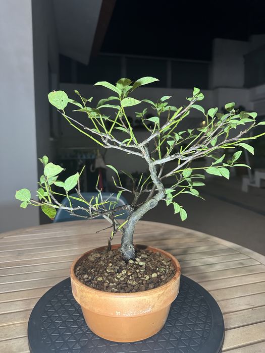 Bonsai Ameixoeira