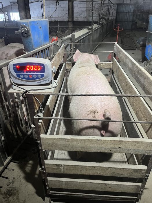 Продам свиней 180-210