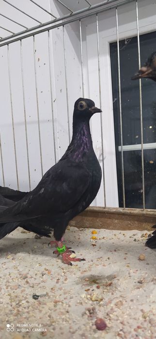 Wiedeńskie Wiedeński Samica