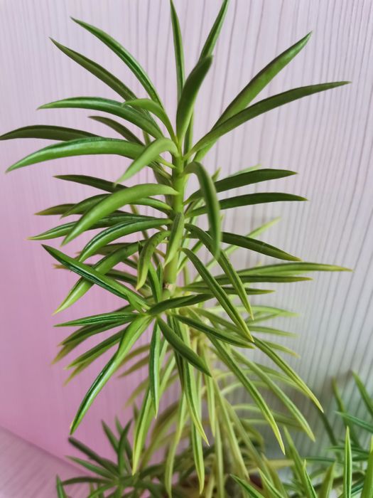 Суккулент Пеперомия долабриформис