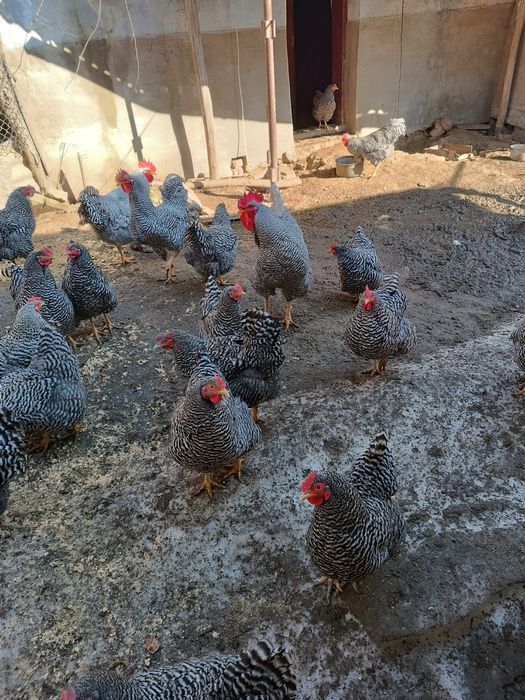 Кури Амрокс півень