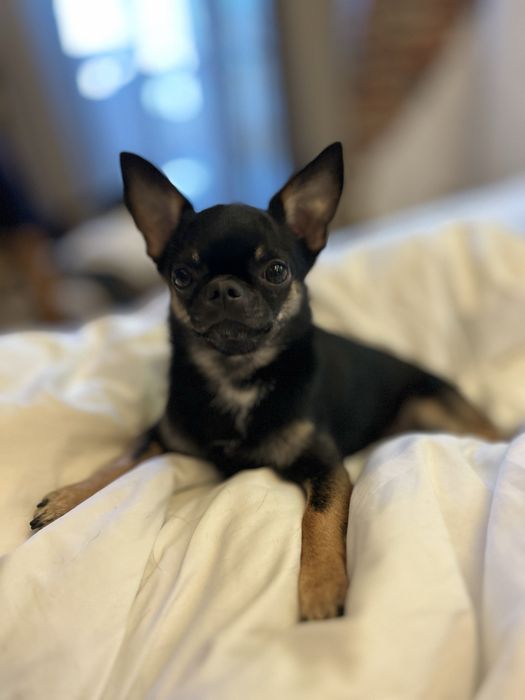 Вязка Чихуахуа молодий, енергійний, гарний