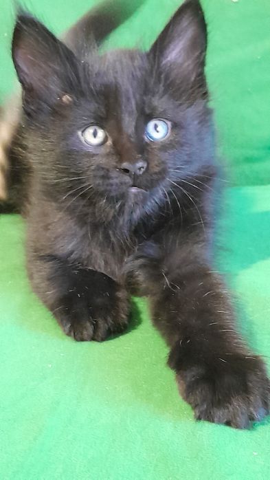 Гарні кошенята мейн кун.