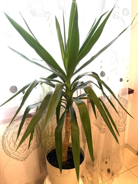 Юкка ,  с горшком , (только Днепр)