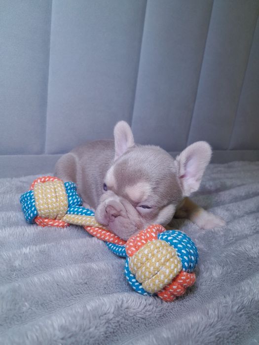 Ньюшейд ізабелла тан дівчинка