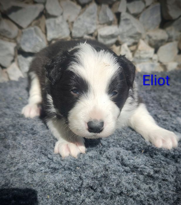 Border collie cudowny piesek przebadani rodzice do odbioru