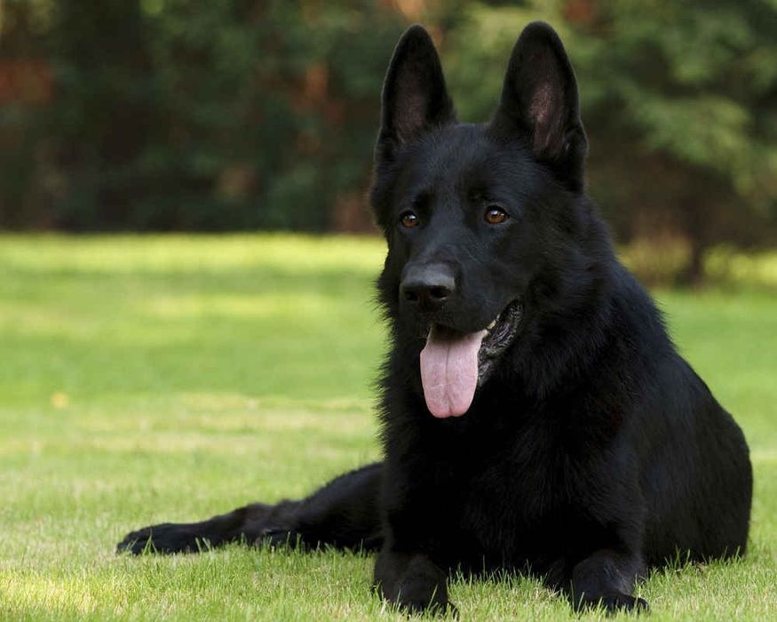 КІНОЛОГ. Є виїзд. Зоопсихолог.