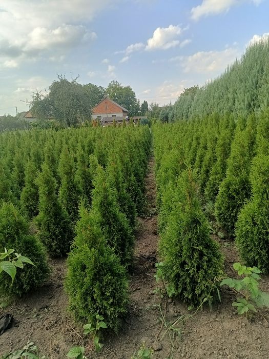 Продам туї  і  ітуї смарагд голд.