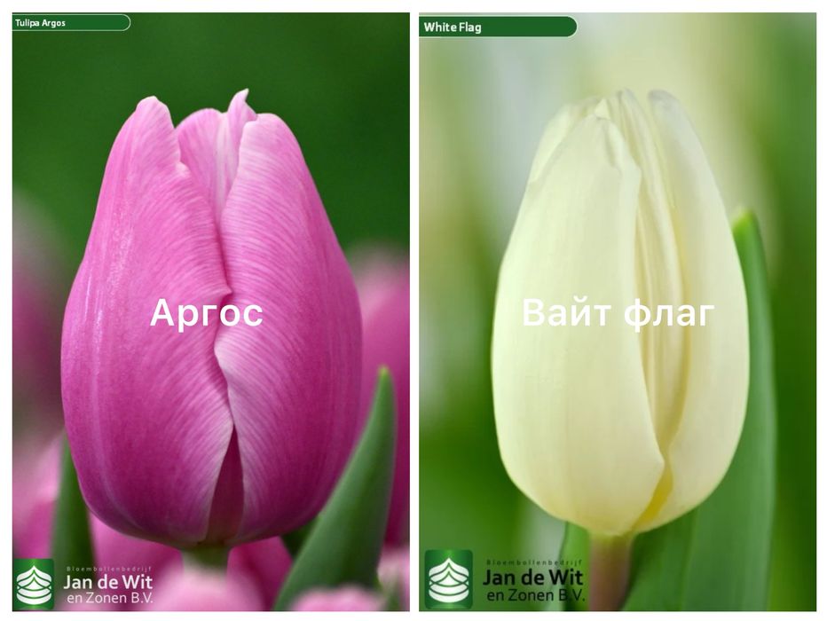 Цибулини голандських тюльпанів