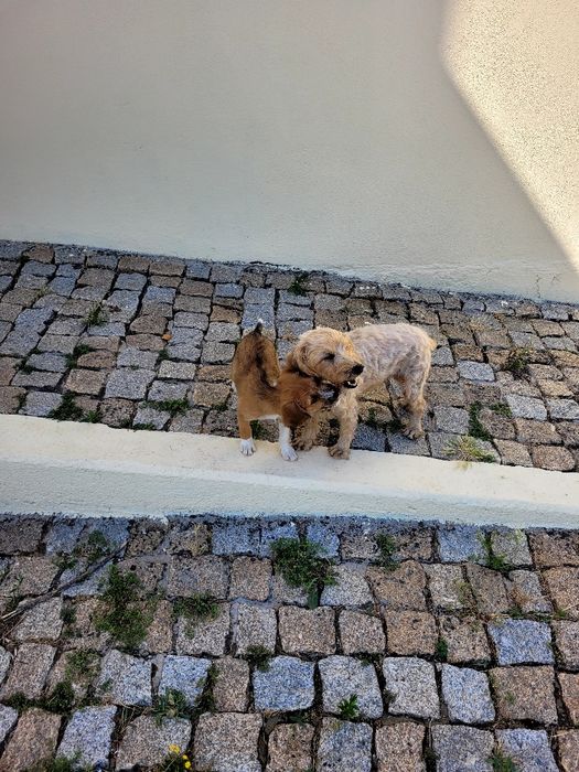 Cãezinhos para adoção - 3 meses e meio - mãe cruzada caniche