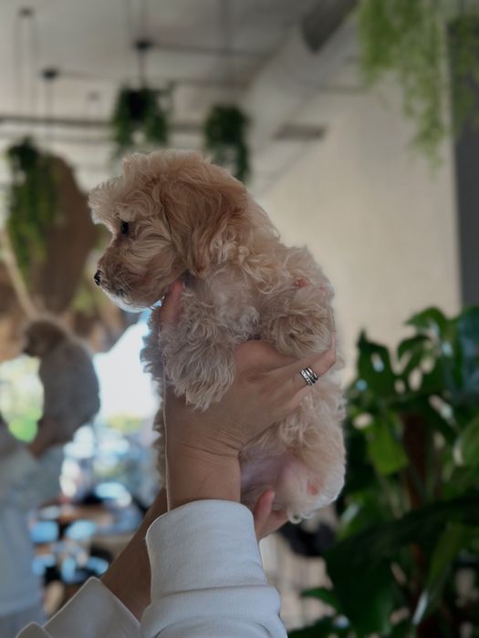 Maltipoo F1 (тато пудель а мама мальтезе)