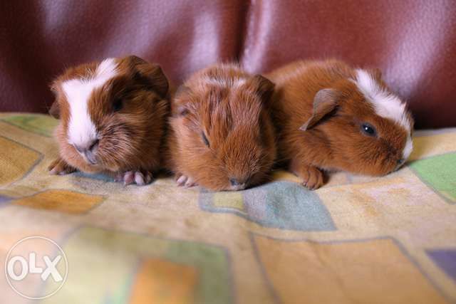 Морские свинки гладкошорстные