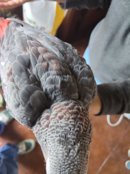 Papagaio cinzento