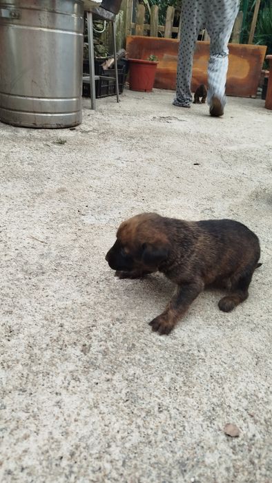 Dou cães  com 1 mês