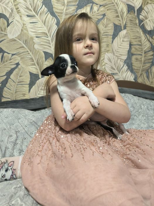 Чіхуахуа дівинка