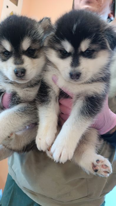 Симпатичні малючки