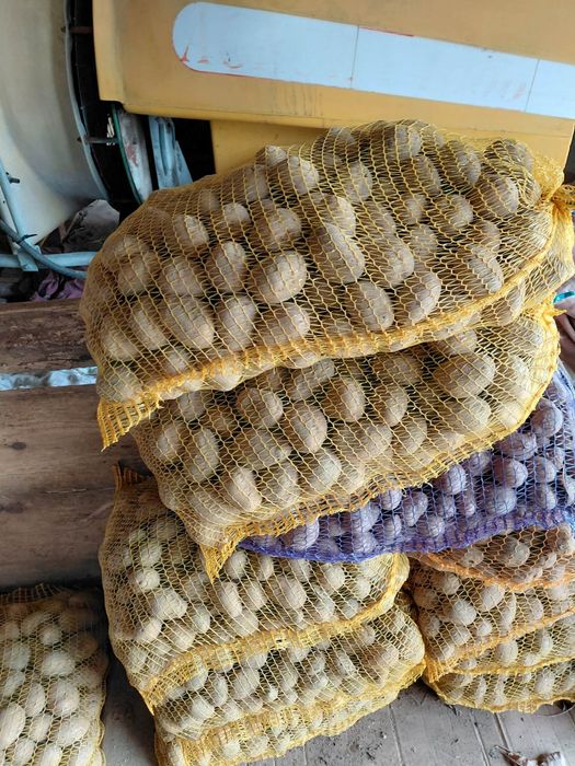 Ziemniaki sadzeniaki  Soraya/Red Sonia