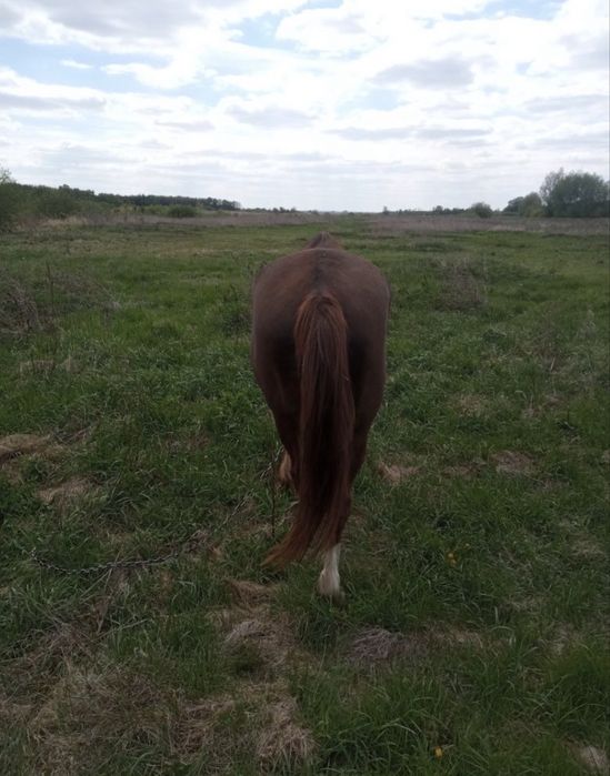 Продам 2 коня срочно!!!