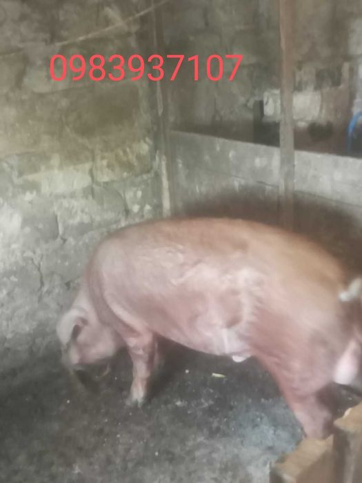 Продається хряк породи дюрок