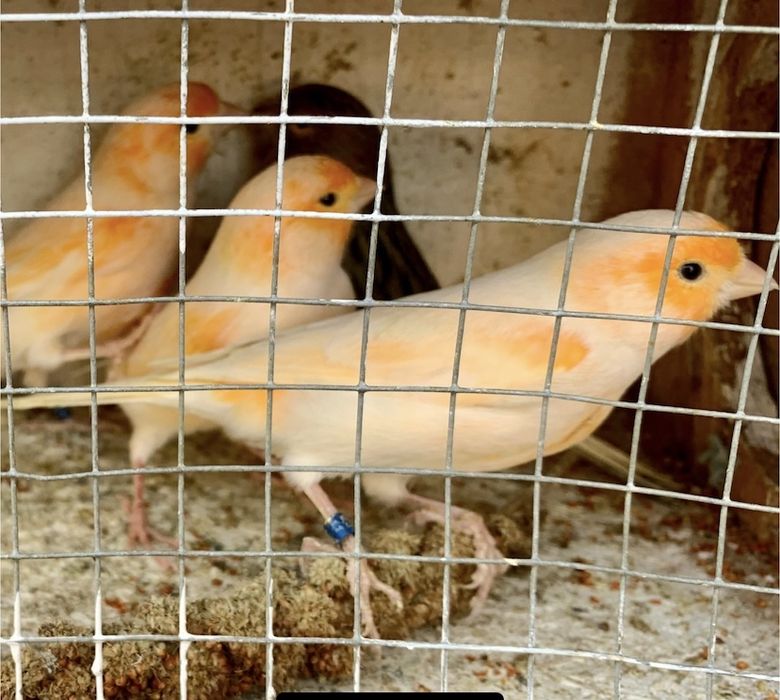 Kanarek kanarki śpiewający samiec