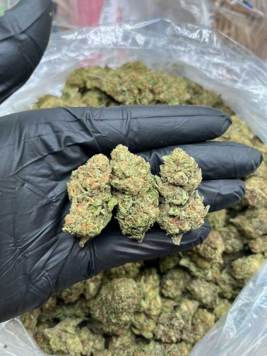 1000g dried CBD Cannawhite Truffle/THC <0.3%