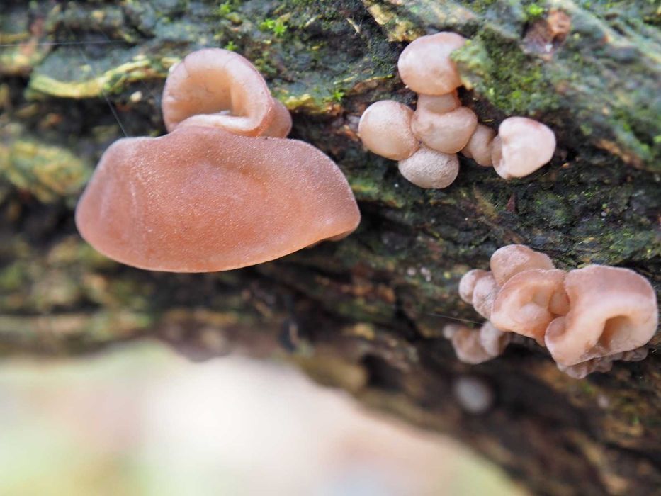 Uszak bzowy  polskie grzyby mun (Auricularia auricula-judae)