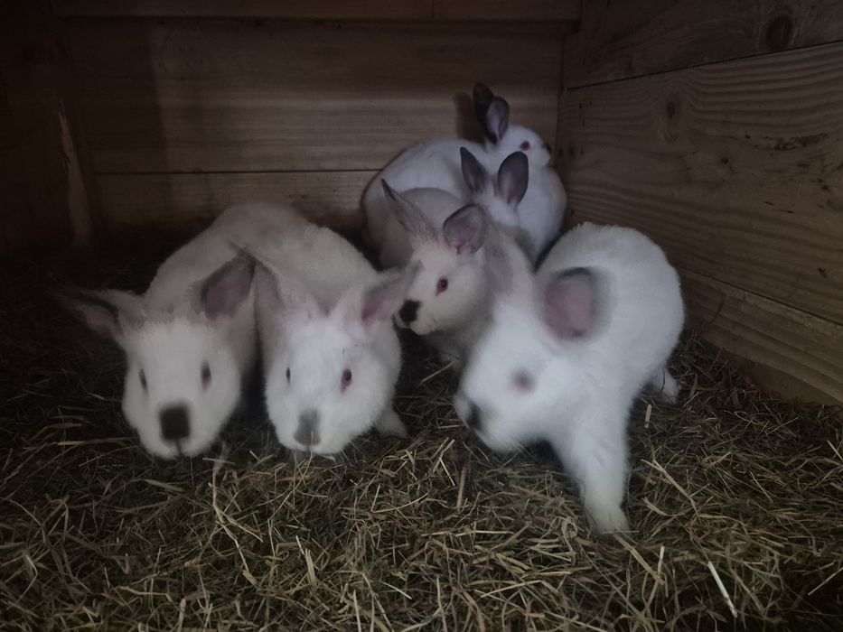 Króliki mieszańce mięsne