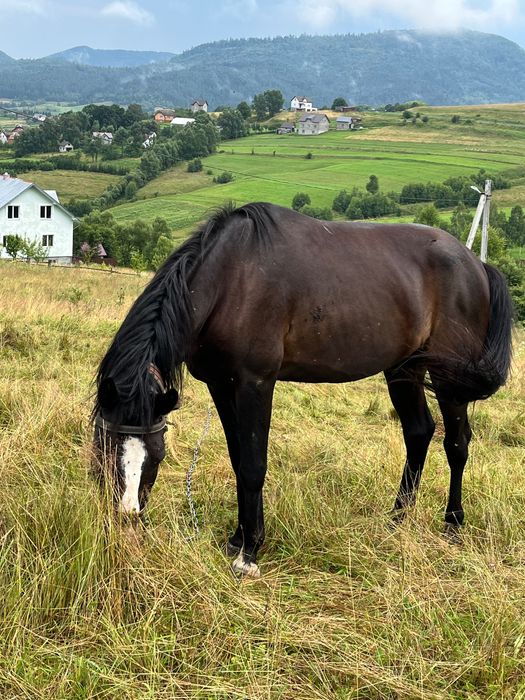 Продається дешево молодий спокійний кінь в хороші руки
