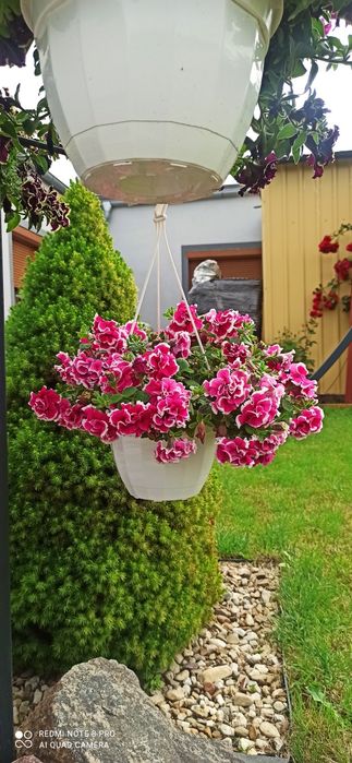 Ample wiszące 23  zestaw 10 szt. Doniczki