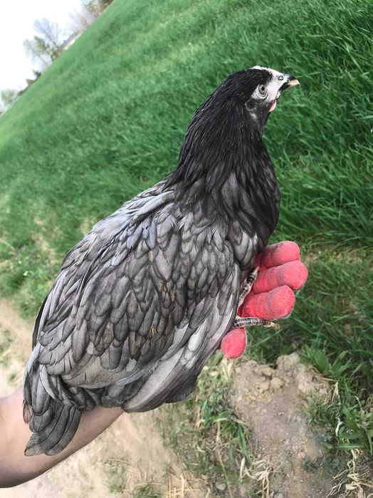 Kury, Kurczęta odchowane - 18 tygodni