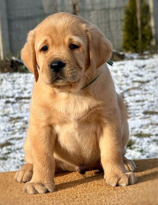 Готов до переїзду, хлопчик з фото.