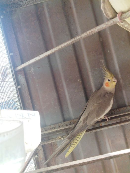 Ótima exemplar de caturra