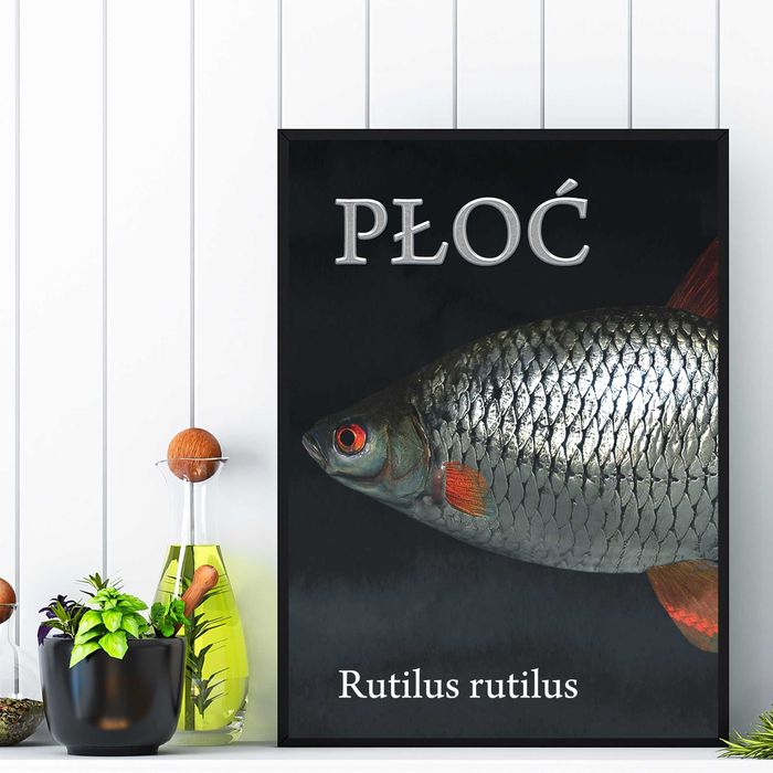 plakat ryba płoć, plakat wędkarski ryba płoć na ścianę do pokoju