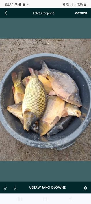 Narybek kroczek karp