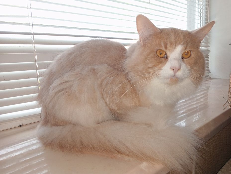 Мейн Кун на вязку