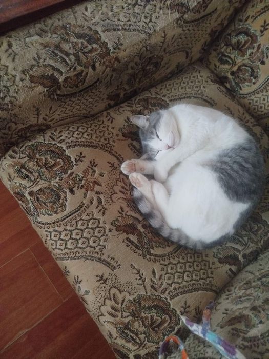 Віддам кішечку в добрі руки