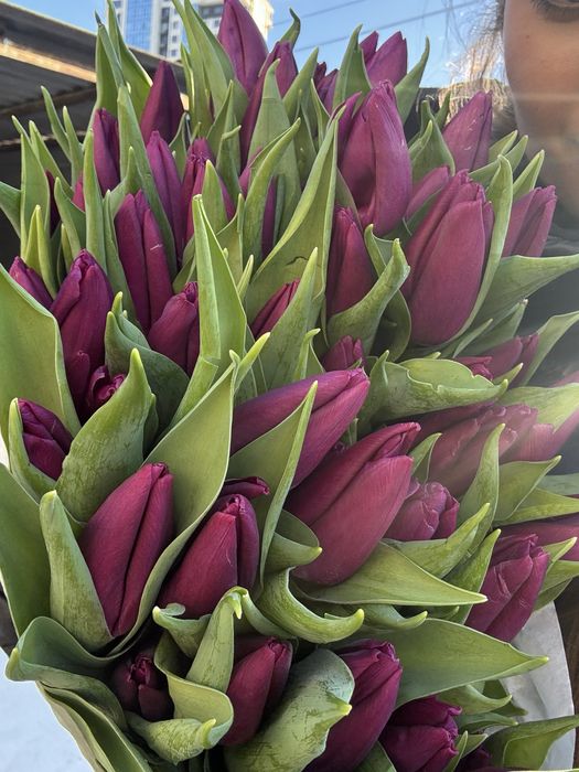 Тюльпаны оптом опт пачками цветы Одесса