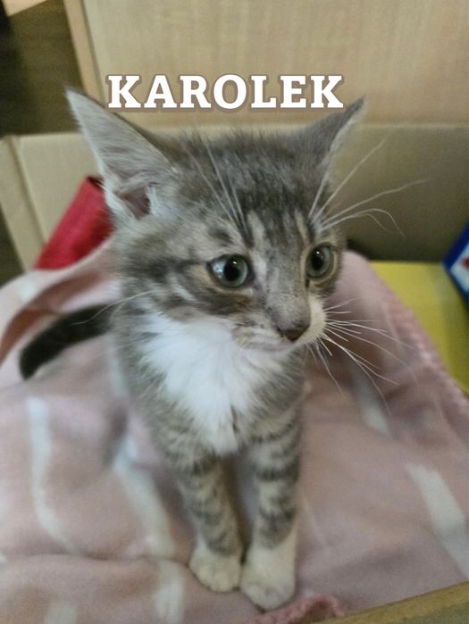 Małe kotki szukają domków