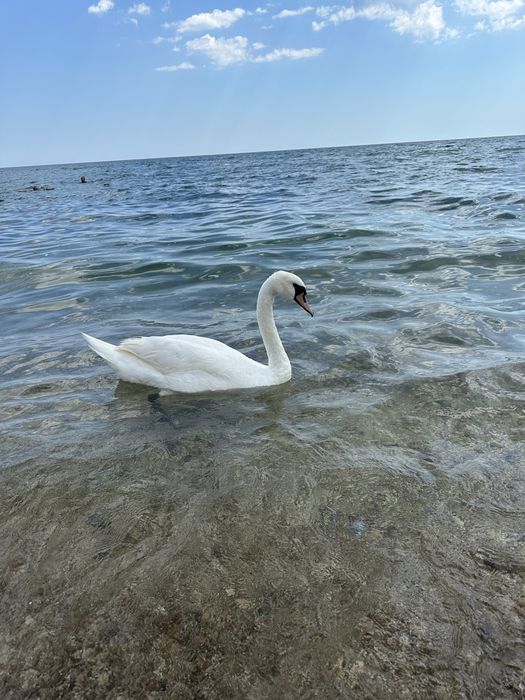 Здам житло  в Одесі біля моря