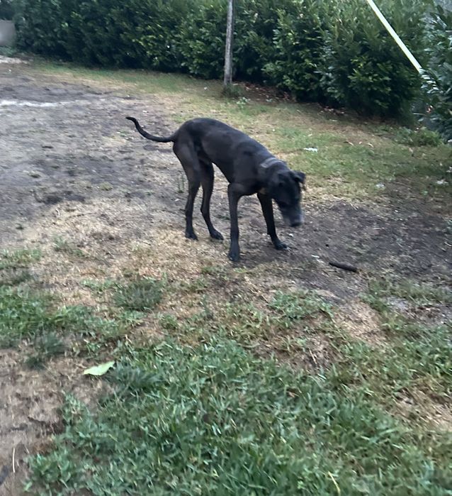 Dog alemao para dar