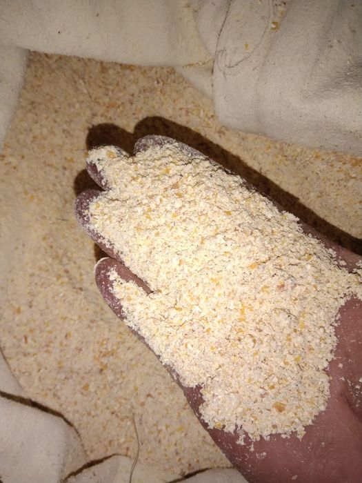 Kukurydza w całosci  gnieciona oraz śrutowana