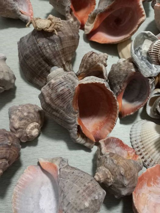 Ракушки, рапаны.