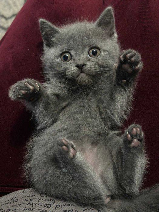 Британські котята